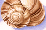 shells detail